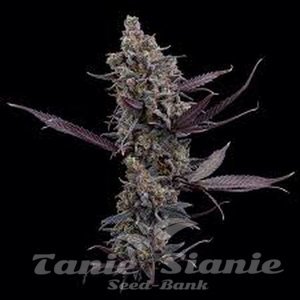 Cinderella Pineapple - BROTHERS GRIMM SEEDS