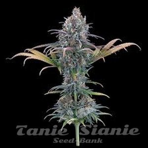 Cinderella Purple - BROTHERS GRIMM SEEDS