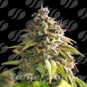 Citrus Slurp - ORIGINAL SENSIBLE SEEDS