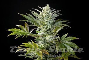 Nasiona Clementine Slush - KANNABIA SEED