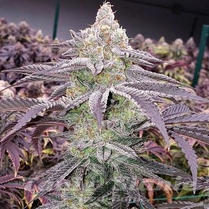 Colin OG RBX - ETHOS GENETICS
