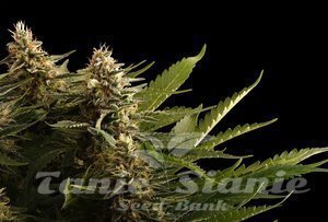 Nasiona Colombian Jack - KANNABIA SEED