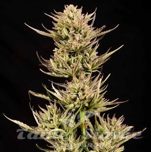 Cookie Apple OG F1 Auto - SEEDSMAN