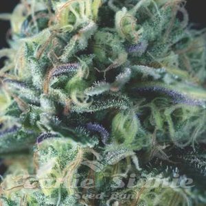 Nasiona Cookies USA Auto - PYRAMID SEEDS