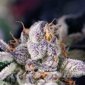 Nasiona Cookies USA - PYRAMID SEEDS