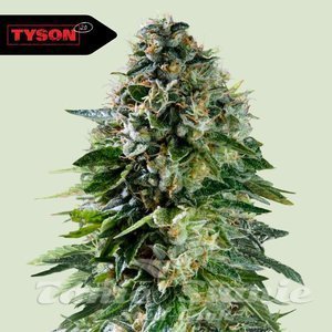 Corkscrew Auto - ROYAL QUEEN SEEDS X TYSON 2.0