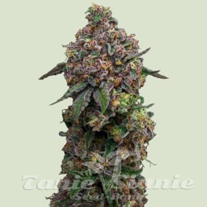 Cosmic Cheddar F1 Hybryda - ROYAL QUEEN SEEDS