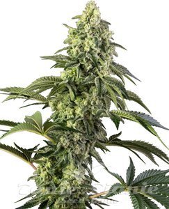 Nasiona Cosmic Kiss - SENSI SEEDS