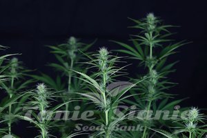 Nasiona Cream & Cheese CBD 1:1 - SEEDSMAN