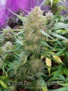 Cream Mandarine Auto