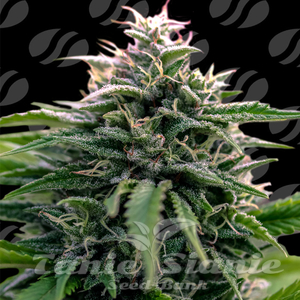 Creamzilla Auto - ORIGINAL SENSIBLE SEEDS