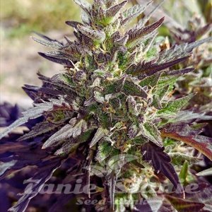 Crème Bubbly Auto - MEPHISTO GENETICS