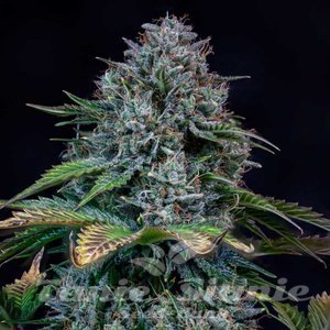 Creme de la Chem Auto - MEPHISTO GENETICS