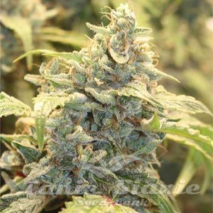 Creme Tasmo Auto - MEPHISTO GENETICS