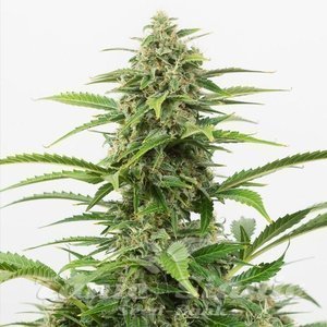Critical + 2.0 Auto