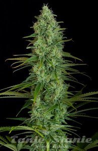 Critical Jack