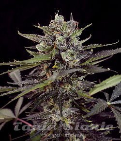 Critical Purple Auto - BIOGENETIC