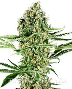 Nasiona Critical Runtz - SENSI SEEDS
