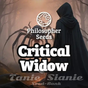 Critical Widow - PHILOSOPHER SEEDS