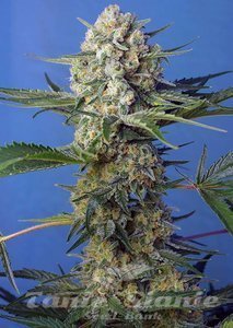 Nasiona Crystal Candy F1 Fast Version - SWEET SEEDS