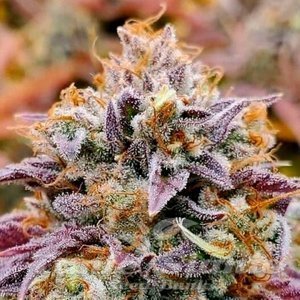 Nasiona Cumbia “Una Vela” - R-KIEM SEEDS