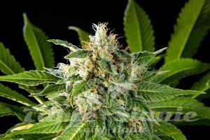 Nasiona Da Critical - PHILOSOPHER SEEDS