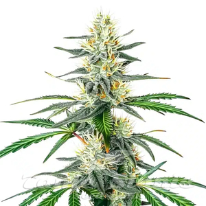 Dama Blanca - BLIMBURN SEEDS