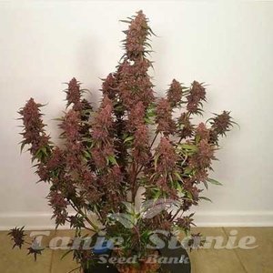 ! Dark Devil Auto