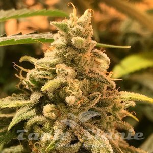 Nasiona Deadcheese - R-KIEM SEEDS