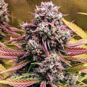 Deez Nuggs Auto - MEPHISTO GENETICS