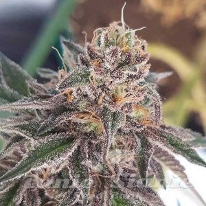 Nasiona Delicious Cookies - DELICIOUS SEEDS