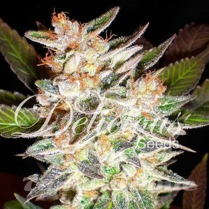 Delicious Candy - DELICOUS SEEDS