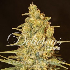 Critical Sensi Star - DELICOUS SEEDS