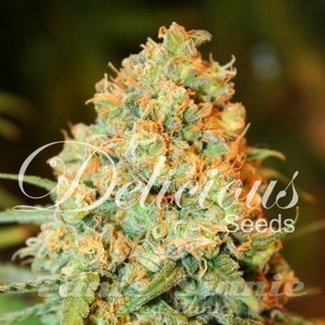 Critical Super Silver Haze - DELICOUS SEEDS