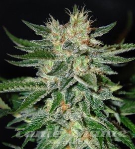 Sugar Black Rose - DELICOUS SEEDS
