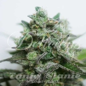 Nasiona Delimed CBD Plus - DELICIOUS SEEDS