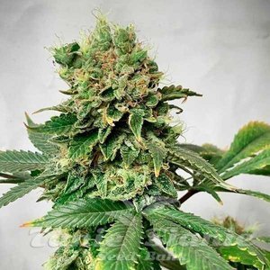 Nasiona Descojack - DELICIOUS SEEDS