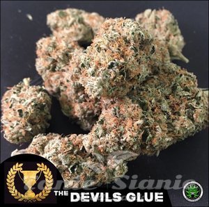 Nasiona Devil's Glue - DEVIL'S HARVEST