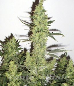 ! DEVIL'S KISS XL AUTO