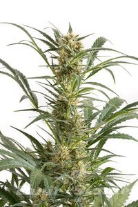 DINAFEM - Amnesia XXL Auto