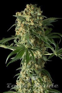 DINAFEM - Big Kush