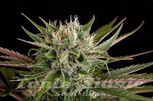 Blue Cheese - DINAFEM