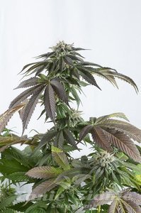 DINAFEM - Bubba Kush CBD