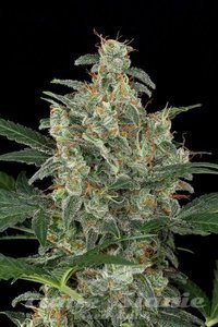 DINAFEM - Cheese Autoflowering