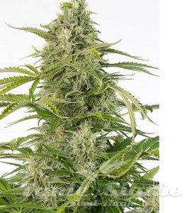 Cheese Autoflowering CBD - DINAFEM