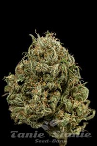 DINAFEM - Cheese XXL Auto