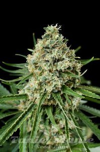 DINAFEM - Critical + 2.0 1+1