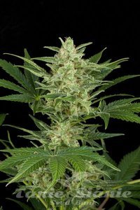 Critical Jack Autoflowering - DINAFEM