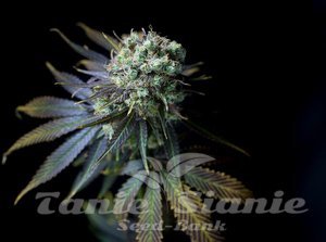 DINAFEM - Dinamed CBD