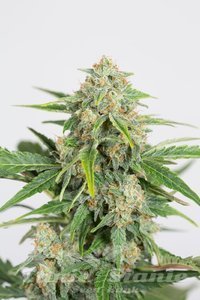 Dinamed CBD Auto - DINAFEM